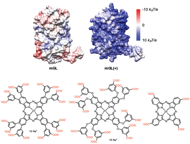 New paper of Marta in Adv. Biology!